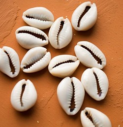 Cowrie